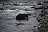 Bear_fishing5.jpg