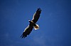 Eagle_flight.jpg