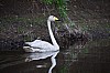 Swan1.jpg