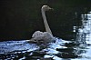 Swan3.jpg